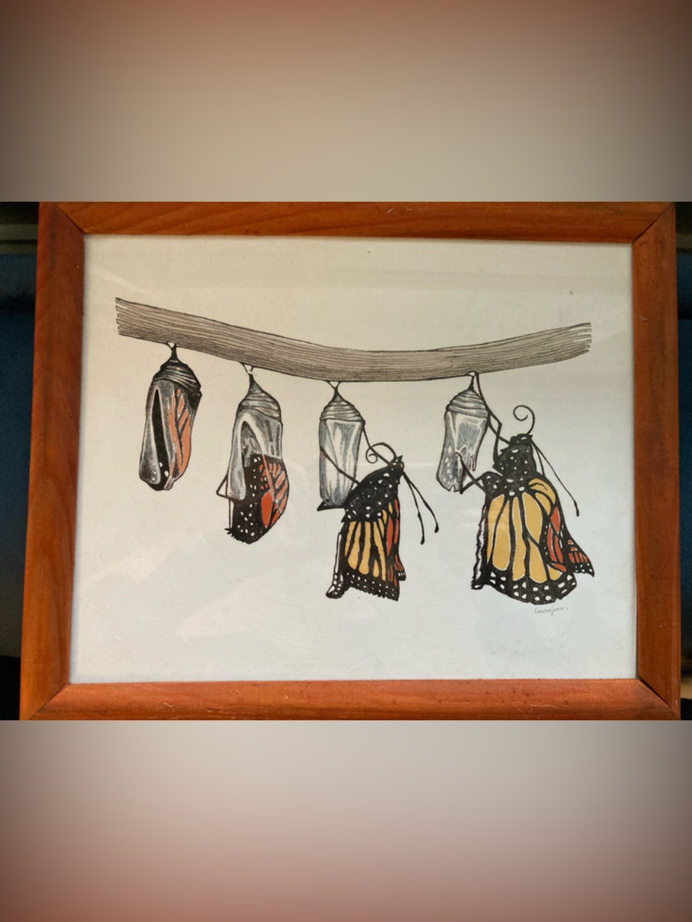 Monarch Chrysalis to Butterfly Framed Art Print - Orange and Black
